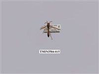 藏品(變側異腹胡蜂)的圖片